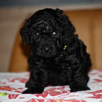 chiot Caniche Noir Bardot col jaune Elevage zadatis  caniche , teckel