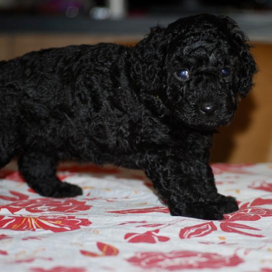 chiot Caniche Noir Bardot col jaune Elevage zadatis  caniche , teckel
