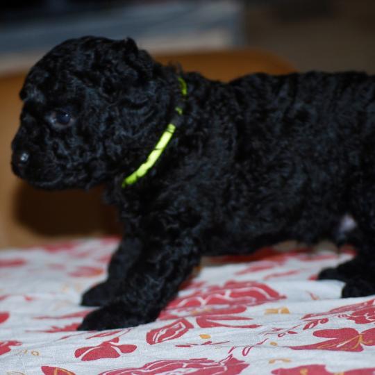 chiot Caniche Noir Bardot col jaune Elevage zadatis  caniche , teckel