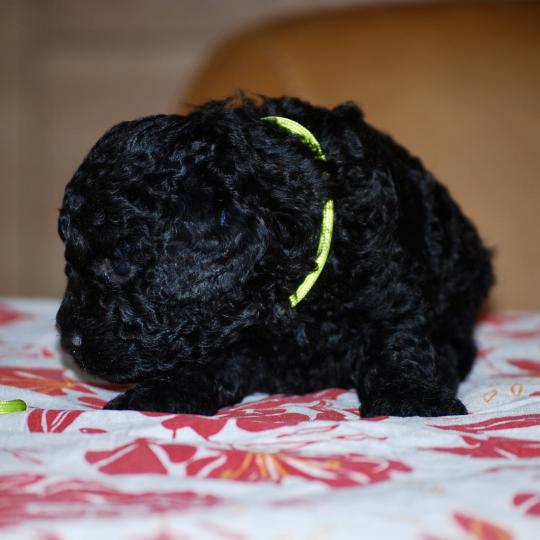 chiot Caniche Noir Bardot col jaune Elevage zadatis  caniche , teckel