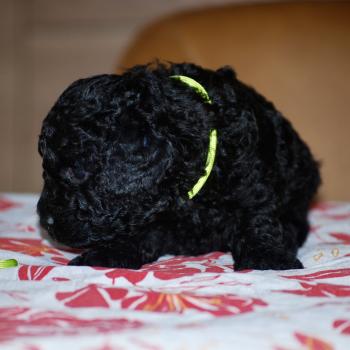 chiot Caniche Noir Bardot col jaune Elevage zadatis  caniche , teckel
