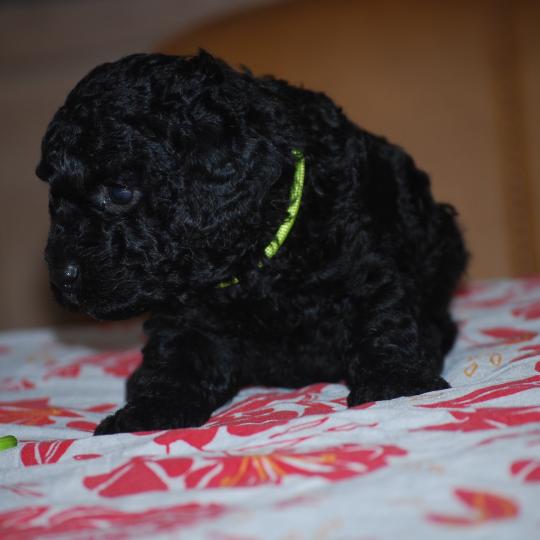 chiot Caniche Noir Bardot col jaune Elevage zadatis  caniche , teckel