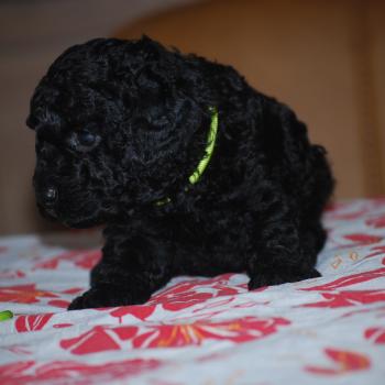 chiot Caniche Noir Bardot col jaune Elevage zadatis  caniche , teckel
