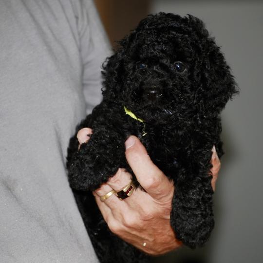 chiot Caniche Noir Bardot col jaune Elevage zadatis  caniche , teckel