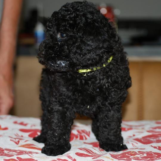 chiot Caniche Noir Bardot col jaune Elevage zadatis  caniche , teckel
