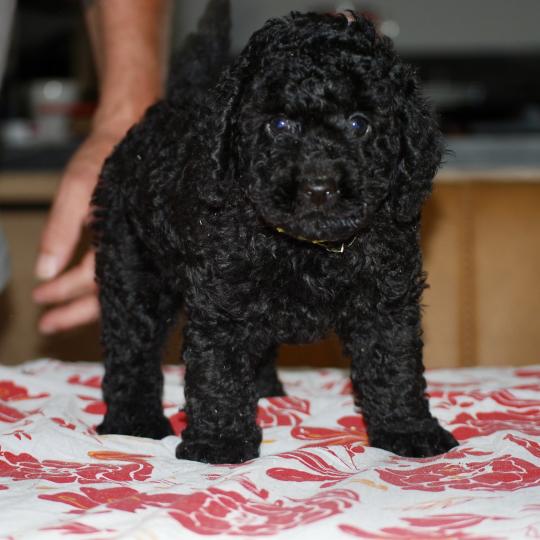 chiot Caniche Noir Bardot col jaune Elevage zadatis  caniche , teckel