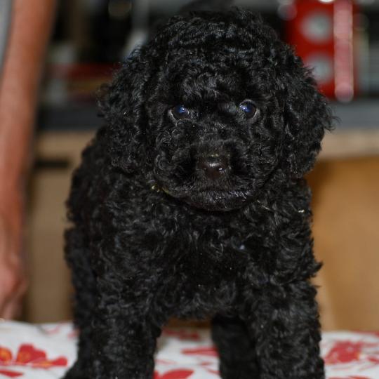 chiot Caniche Noir Bardot col jaune Elevage zadatis  caniche , teckel