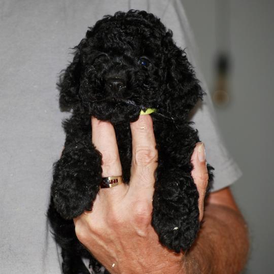 chiot Caniche Noir Bardot col jaune Elevage zadatis  caniche , teckel