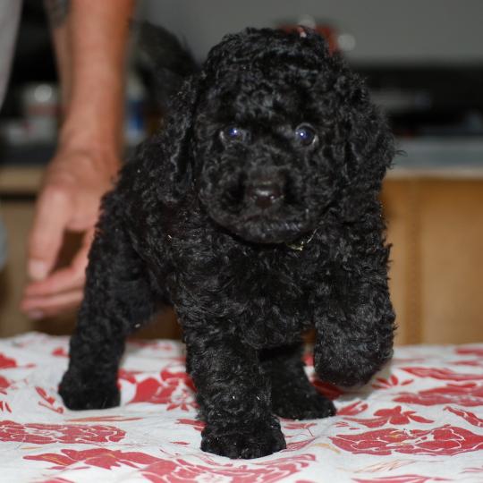 chiot Caniche Noir Bardot col jaune Elevage zadatis  caniche , teckel