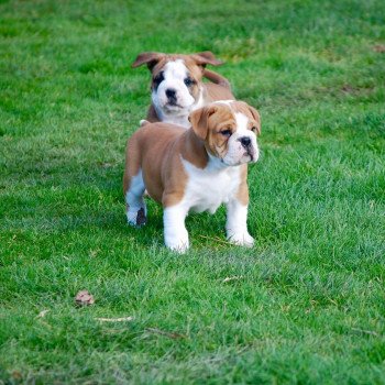 chiot Bulldog continental Male 1 zadatis rolly - poker Elevage canin staffordshire bull terrier dit staffie et bulldog Continental lof