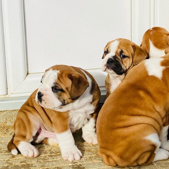 chiot Bulldog continental Fauve pan blanc Male 2 zadatis rolly -poker Elevage canin staffordshire bull terrier dit staffie et bulldog Continental lof