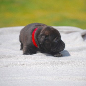 chiot Staffordshire bull terrier Elevage canin staffordshire bull terrier dit staffie et bulldog Continental lof