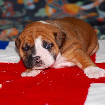 chiot Bulldog continental Femelle 2 rolly -poker Elevage canin staffordshire bull terrier dit staffie et bulldog Continental lof