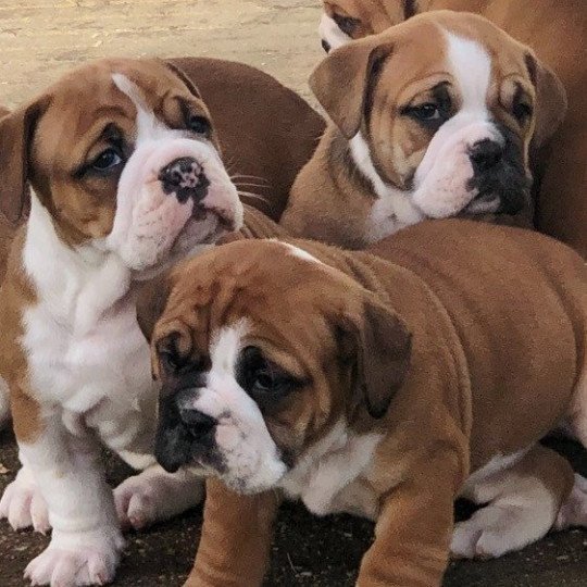 chiot Bulldog continental Fauve Femelle 2 rolly -poker Elevage canin staffordshire bull terrier dit staffie et bulldog Continental lof