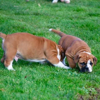 chiot Bulldog continental Fauve Femelle 2 rolly -poker Elevage canin staffordshire bull terrier dit staffie et bulldog Continental lof