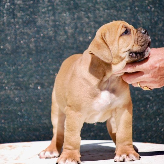 ZADATIS Valdo Mâle Bulldog continental