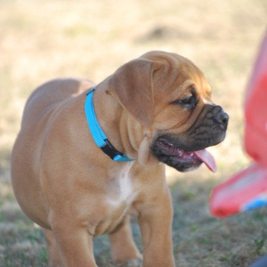 ZADATIS Volkan rolls Mâle Bulldog continental