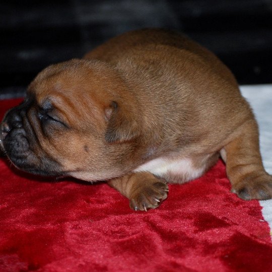 chiot Bulldog continental Fauve Male 4 rolls Elevage zadatis  caniche  et staffie