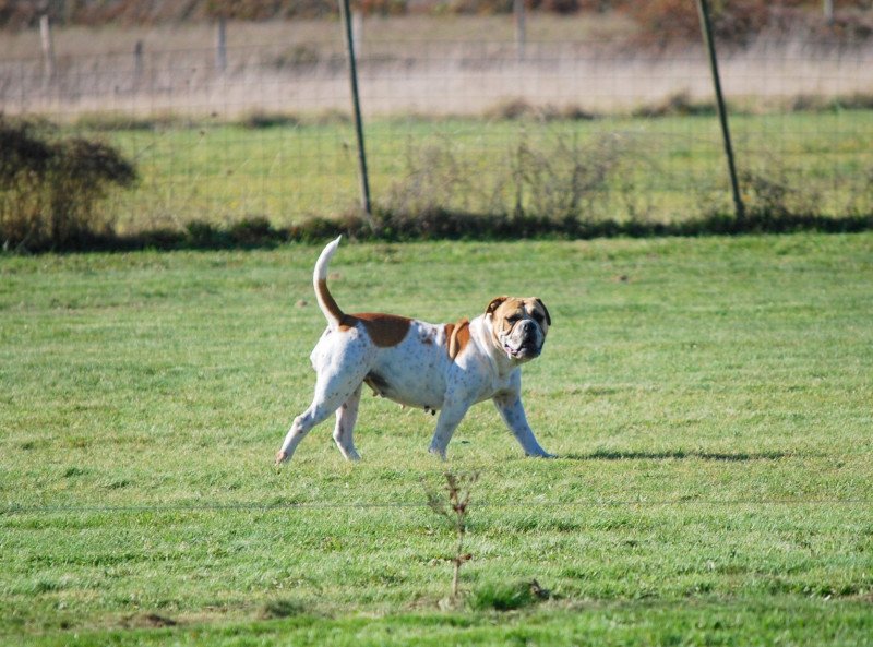 Oasis Femelle Bulldog continental Oasis Femelle Bulldog continental