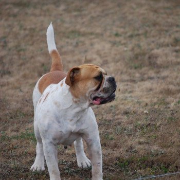 chien Bulldog continental Pie Blanche et fauve Oasis Elevage canin staffordshire bull terrier dit staffie et bulldog Continental lof