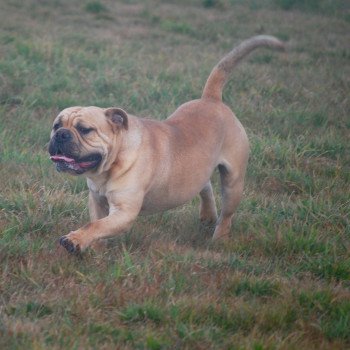 chien Bulldog continental Replay du 6e sens Elevage canin staffordshire bull terrier dit staffie et bulldog Continental lof