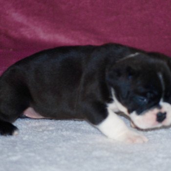 chiot Bulldog continental Noire pan blanc Rully-oups Elevage canin staffordshire bull terrier dit staffie et bulldog Continental lof chiot Bulldog continental Noire pan blanc Rully-oups Elevage canin staffordshire bull terrier dit staffie et bulldog Continental lof