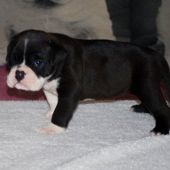 chiot Bulldog continental Noire pan blanc Rully-oups Elevage canin staffordshire bull terrier dit staffie et bulldog Continental lof