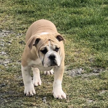 chiot Bulldog continental Fauve pan blanc Thera Elevage canin staffordshire bull terrier dit staffie et bulldog Continental lof