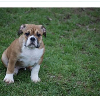 chiot Bulldog continental Fauve pan blanc Tiercy Elevage canin staffordshire bull terrier dit staffie et bulldog Continental lof