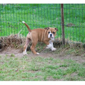 chiot Bulldog continental Fauve pan blanc Typhaine Elevage canin staffordshire bull terrier dit staffie et bulldog Continental lof
