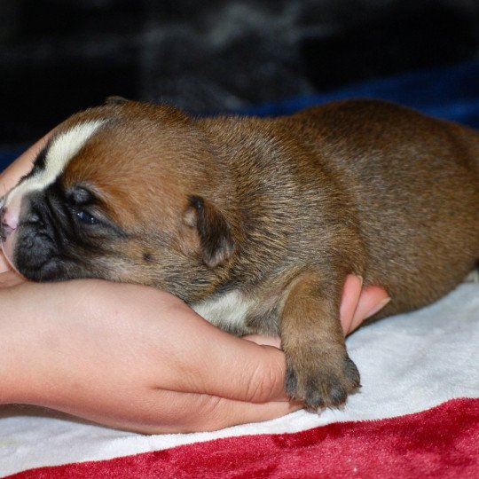 chiot Bulldog continental Fauve Vaïpa Elevage zadatis  caniche  et staffie