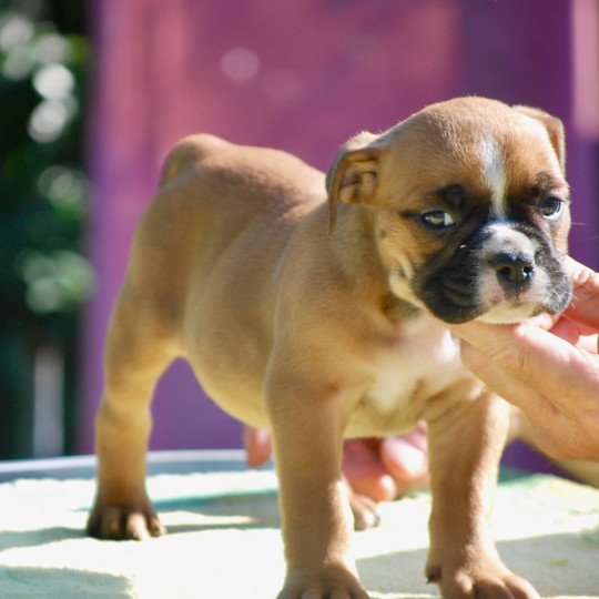 chiot Bulldog continental Fauve Fem 2-rolls-Vida Elevage zadatis  caniche  et staffie