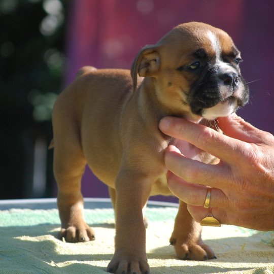 chiot Bulldog continental Fauve Fem 2-rolls-Vida Elevage zadatis  caniche  et staffie