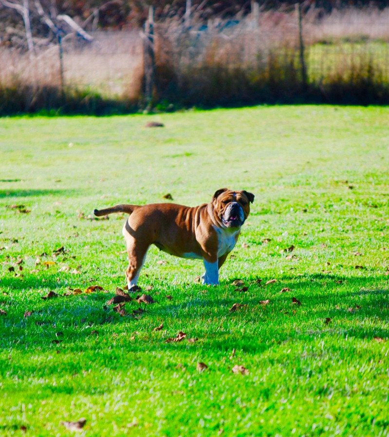 ZADATIS rolex Femelle Bulldog continental ZADATIS rolex Femelle Bulldog continental