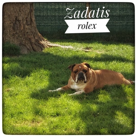 Zadatis rolex