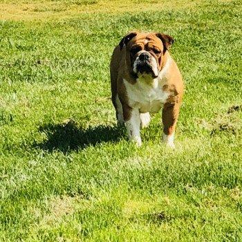 chien Bulldog continental Fauve pan blanc rolex Elevage canin staffordshire bull terrier dit staffie et bulldog Continental lof chien Bulldog continental Fauve pan blanc rolex Elevage canin staffordshire bull terrier dit staffie et bulldog Continental lof
