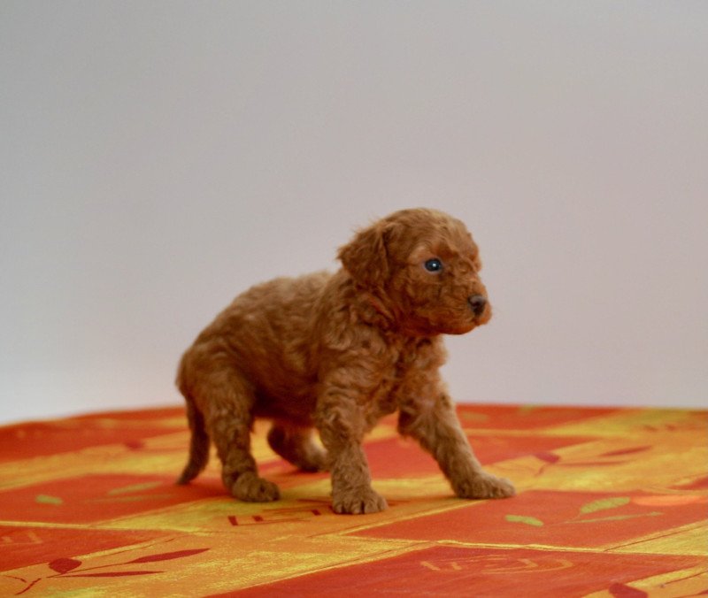 ZADATIS Abbie Femelle Caniche