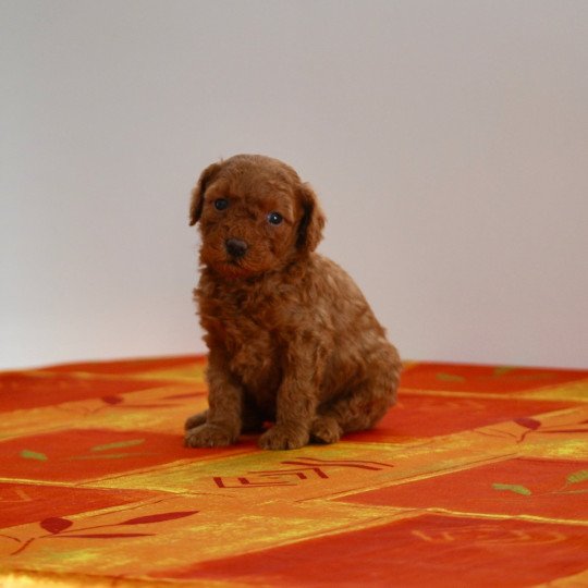 chiot Caniche Fauve rouge Abbie Elevage zadatis  caniche , teckel