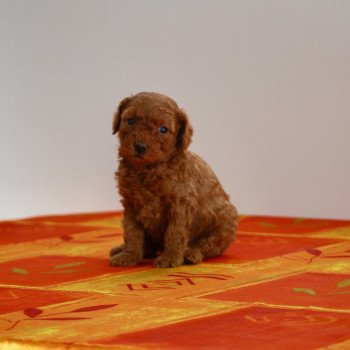 chiot Caniche Fauve rouge Abbie Elevage zadatis  caniche , teckel