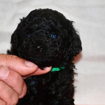 chiot Caniche Noir Adamo Elevage zadatis caniche , teckel chiot Caniche Noir Adamo Elevage zadatis caniche , teckel