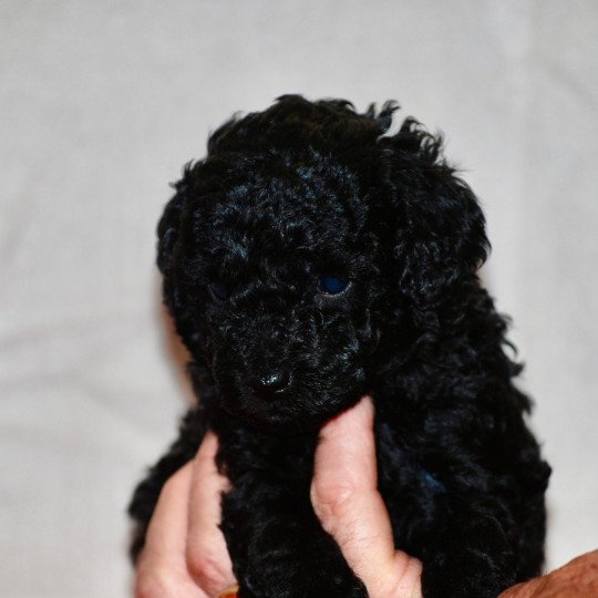 chiot Caniche Noir Adamo Elevage zadatis  caniche , teckel