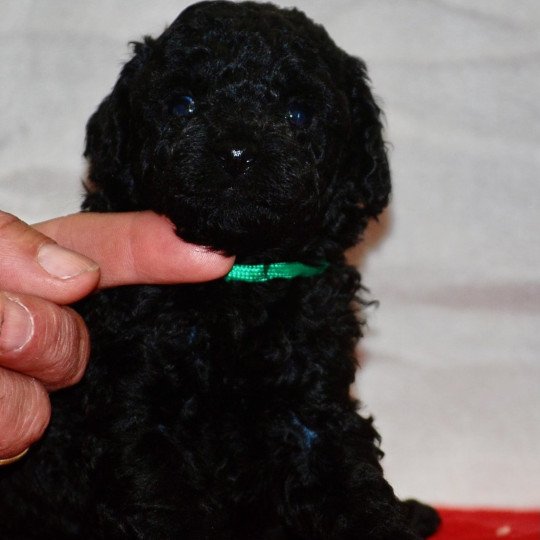 chiot Caniche Noir Adamo Elevage zadatis  caniche , teckel