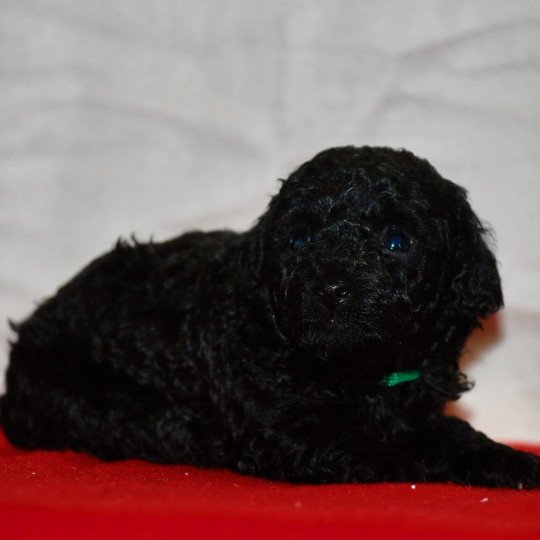 chiot Caniche Noir Adamo Elevage zadatis  caniche , teckel