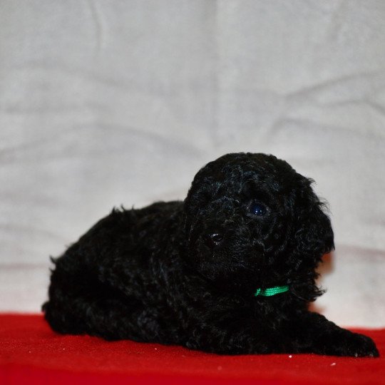 chiot Caniche Noir Adamo Elevage zadatis  caniche , teckel