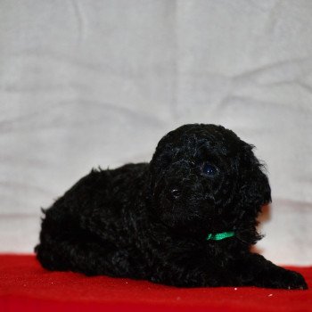 chiot Caniche Noir Adamo Elevage zadatis caniche , teckel chiot Caniche Noir Adamo Elevage zadatis caniche , teckel