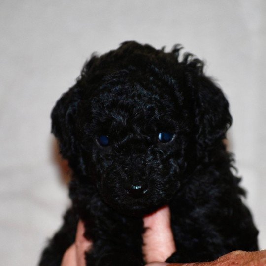 chiot Caniche Noir Adamo Elevage zadatis  caniche , teckel