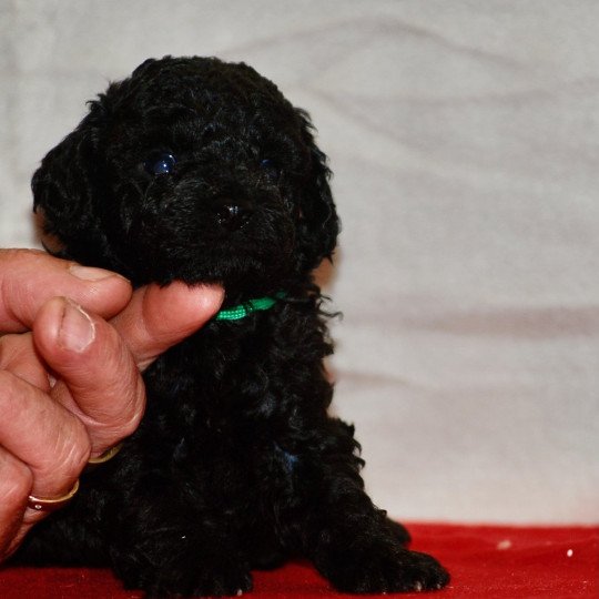 chiot Caniche Noir Adamo Elevage zadatis  caniche , teckel