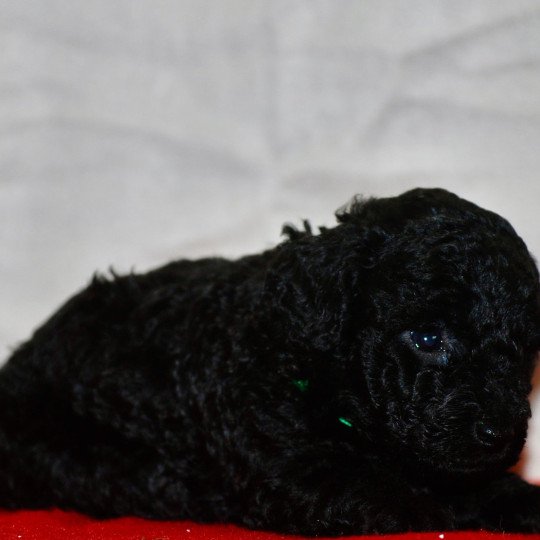 chiot Caniche Noir Adamo Elevage zadatis  caniche , teckel