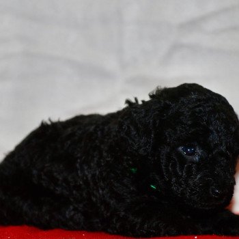 chiot Caniche Noir Adamo Elevage zadatis caniche , teckel chiot Caniche Noir Adamo Elevage zadatis caniche , teckel