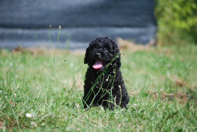 ZADATIS Aïko ( adamo) Mâle Caniche